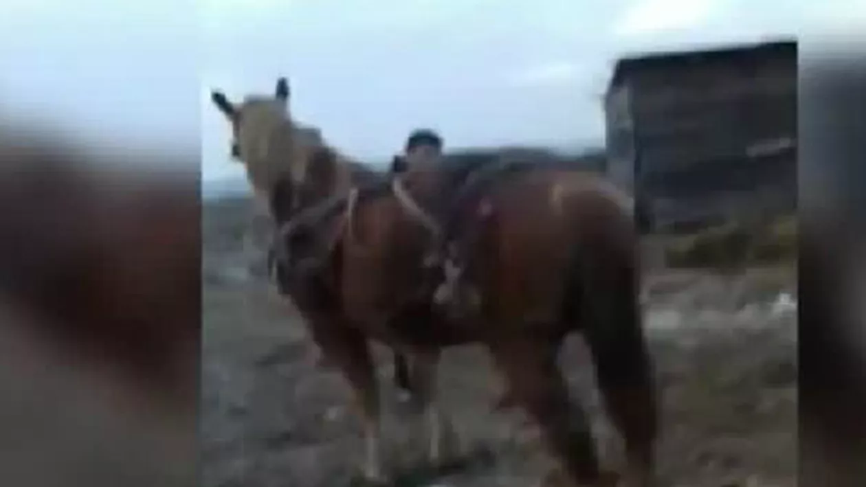 Scene revoltătoare în Gorj: Doi tineri, filmați în timp ce loveau un cal cu un topor (VIDEO)
