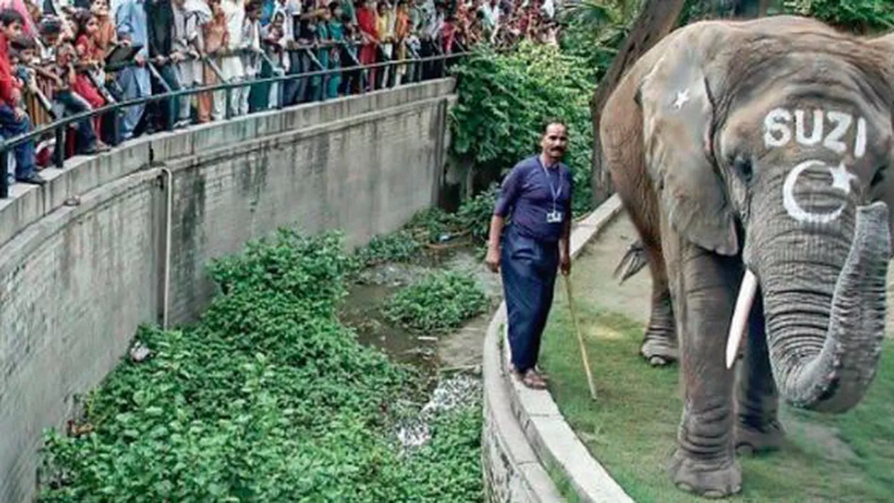 Tristețe pentru IUBITORII de ANIMALE! Îndrăgitul ELEFANT Suzi, a MURIT (FOTO)