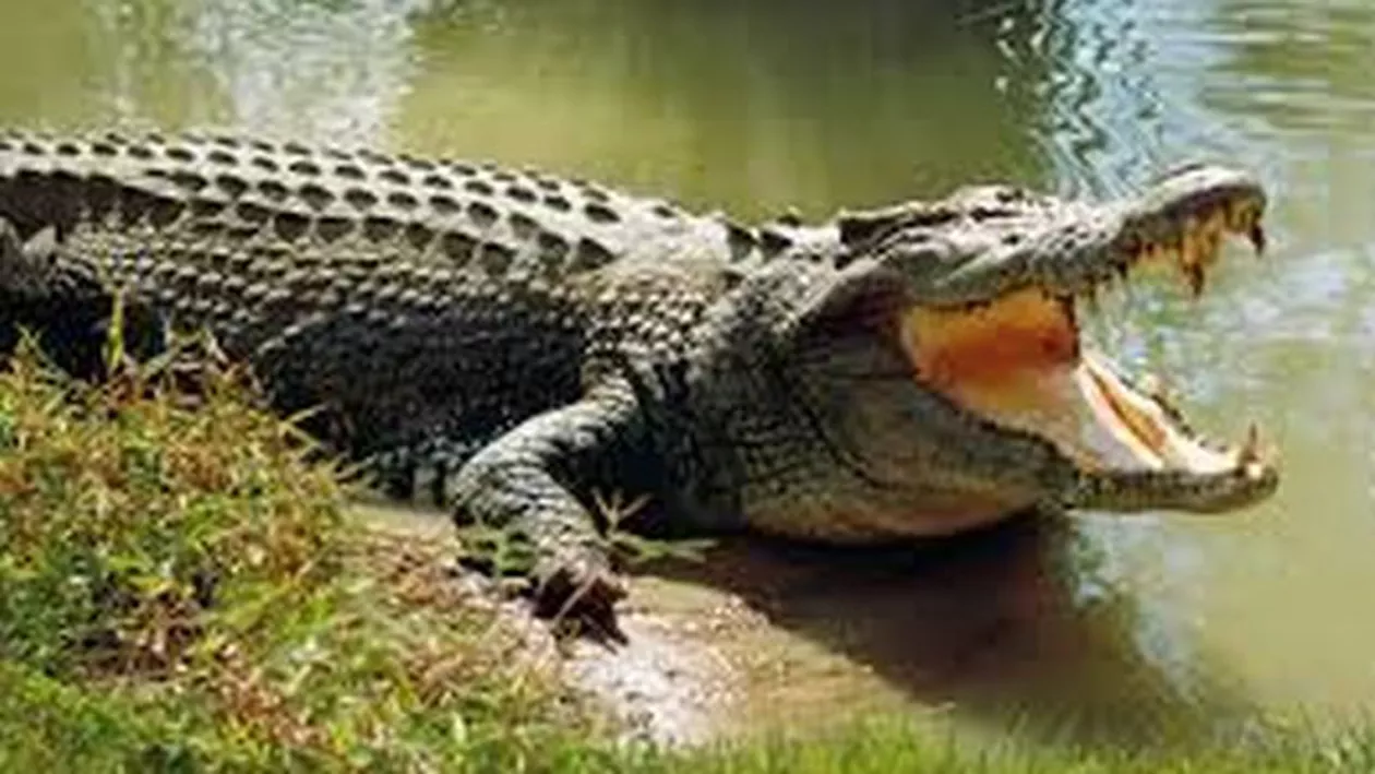 Scene șocante! Un preot a fost mâncat de crocodili în timp ce le arăta credincioșilor cum mergea Iisus pe apă