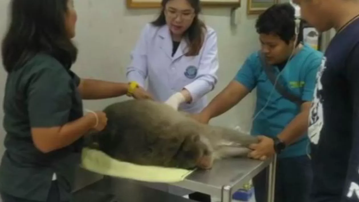 O maimuță a fost pusă la dietă, după ce a devenit obeză din cauza alimentelor de tip fast food (VIDEO)