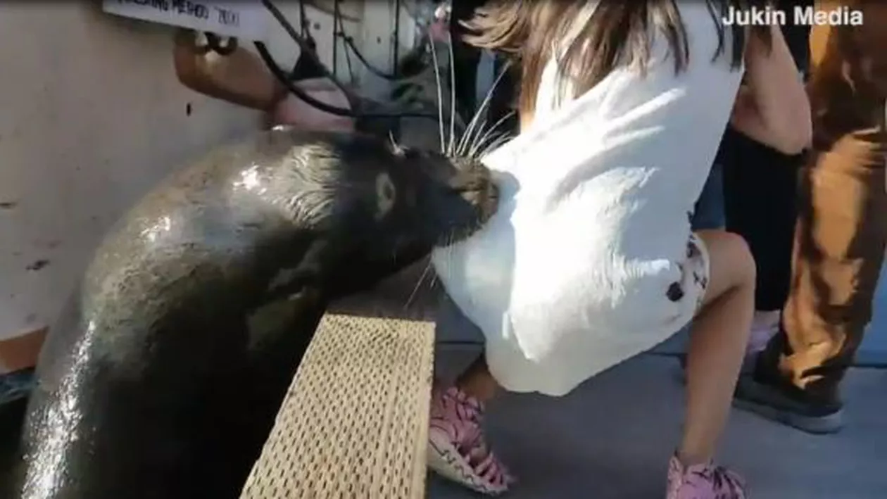 Momentul TERIFIANT  în care un leu de mare ÎNȘFACĂ o fetiță de pe mal și o trage în apă! (VIDEO)