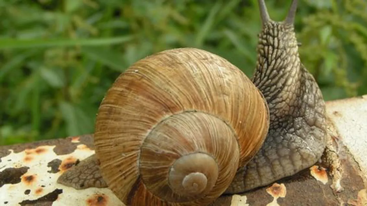 Trista poveste a melcului Jeremy: Cercetătorii i-au găsit doi parteneri compatibili genetic, dar aceștia s-au reprodus între ei