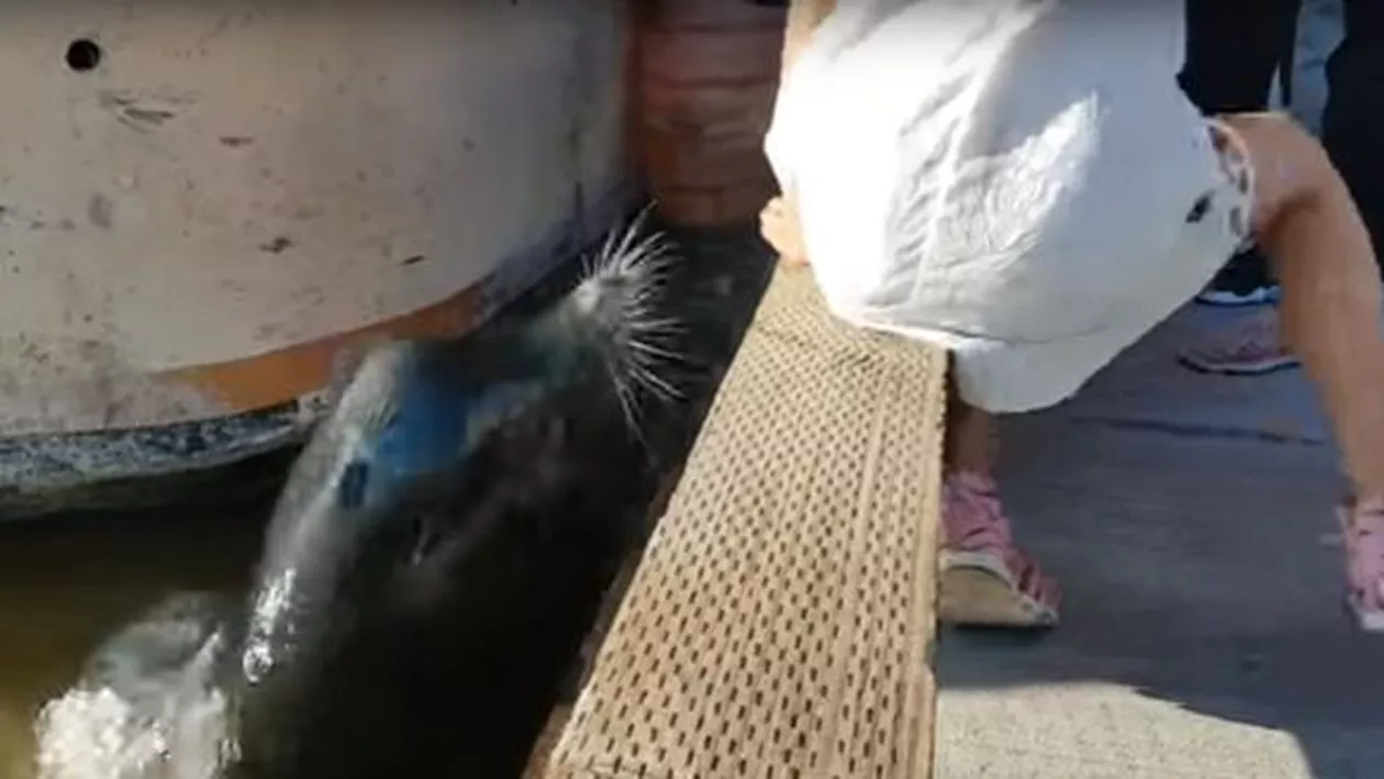 Clipe de COȘMAR pentru un COPIL! A fost tras în apă de un LEU de MARE (VIDEO)