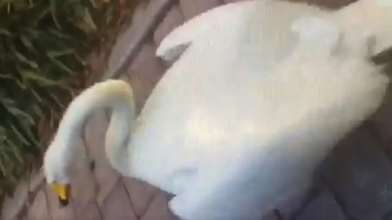 Un polițist a fost alergat în jurul mașinii de o lebădă furioasă (VIDEO)