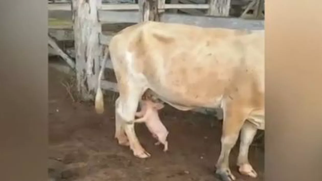 Imagini adorabile: Cum se hrănește un porcușor de la o văcuță (VIDEO)