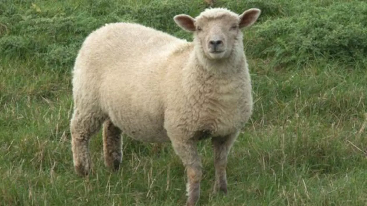 Se vrea schimbarea brand-ului turistic al României: Celebra frunză a Elenei Udrea, înlocuită cu o OAIE  