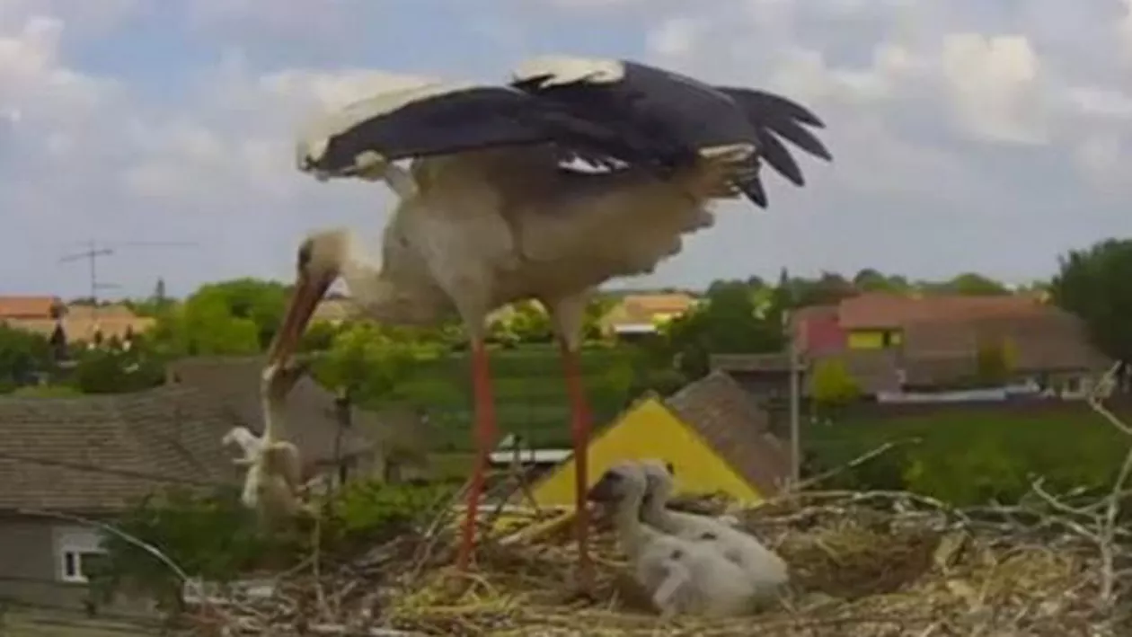 IMAGINI ȘOCANTE: BARZA din România vedetă pe Internet și-a OMORÂT puiul cel mic și slab în direct! (VIDEO)