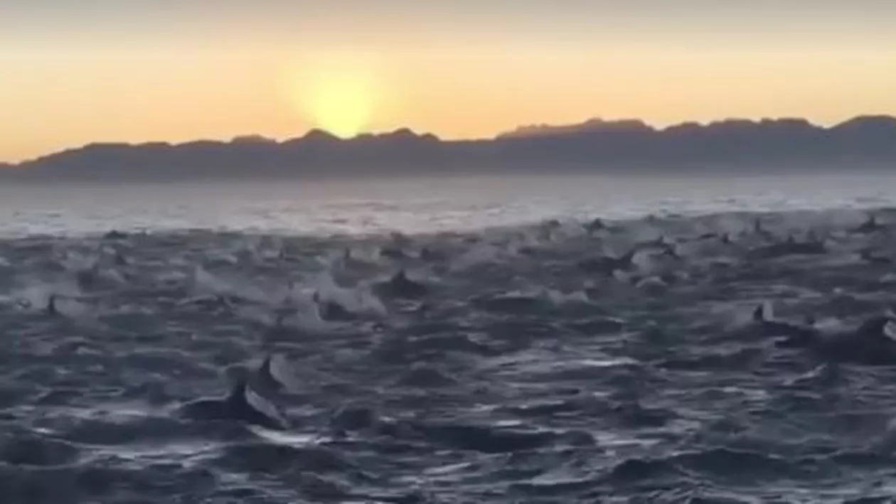 IREAL: Imagini fascinante cu înotul SINCRON a 2000 de delfini! (VIDEO)
