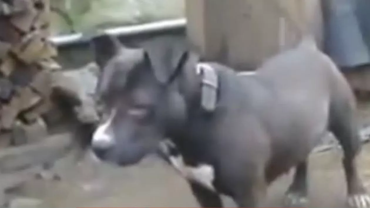 Scene dramatice în Bihor: O femeie a fost sfâșiată de un câine de luptă. Victima a ajuns cu răni grave la spital (VIDEO)