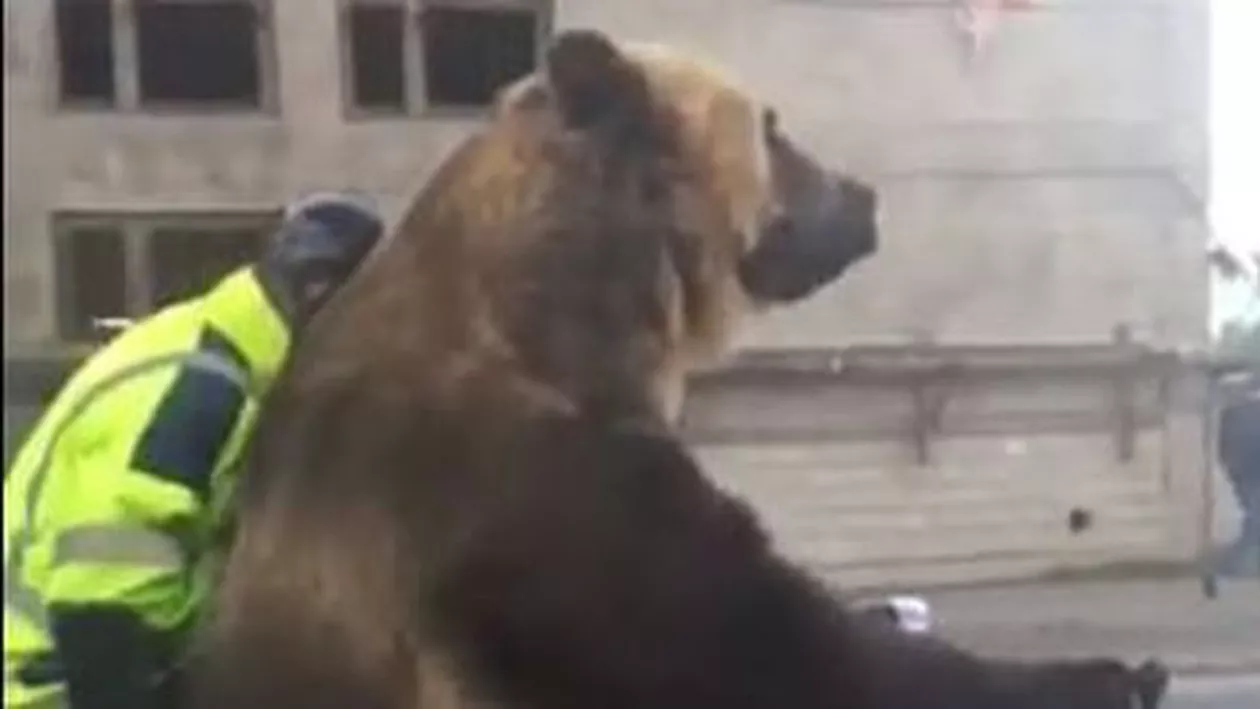 Imagini uimitoare: Un urs se plimbă nestingherit cu tricicleta pe stradă (VIDEO)