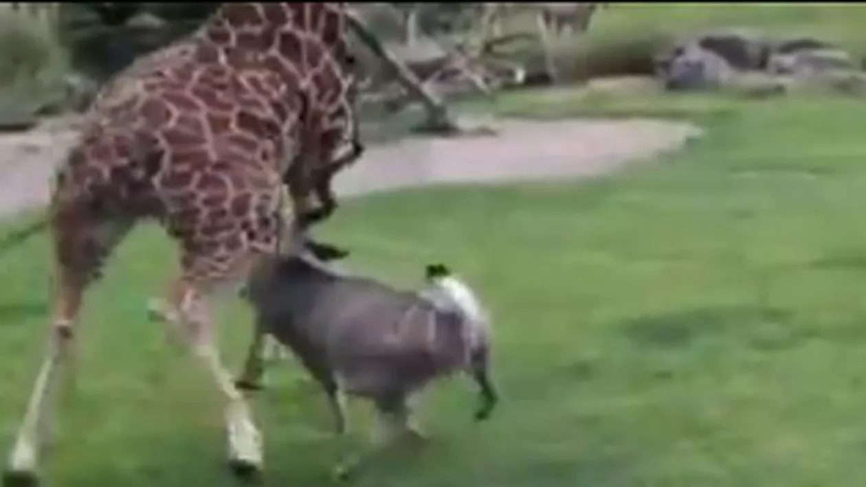 Bătaie cruntă la o grădină zoologică. O antilopă a atacat o girafă (VIDEO)