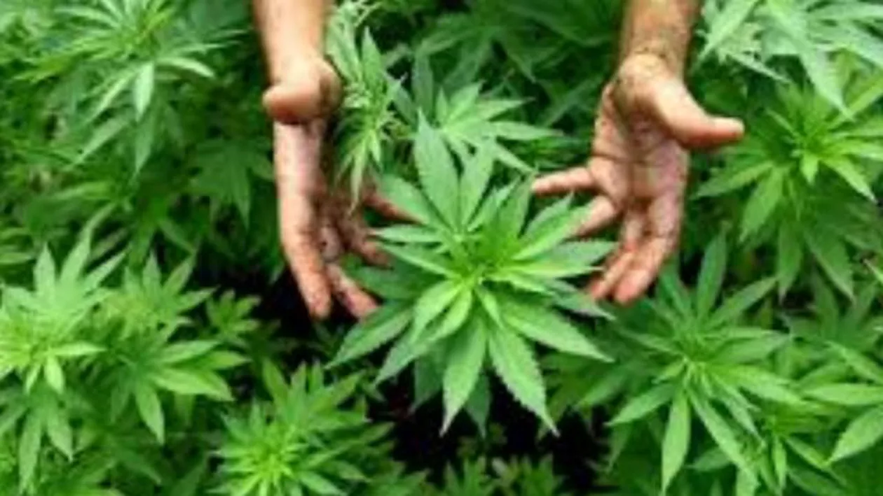 O țară din UE a legalizat utilizarea medicală a canabisului