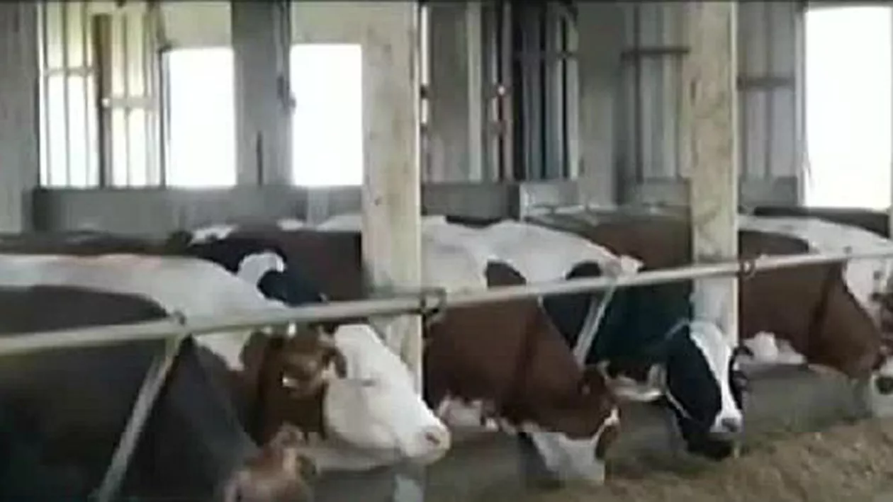 Efectele cumplite ale furtunii: Motivul uimitor pentru care 750 de vaci riscă să fie sacrificate (VIDEO)