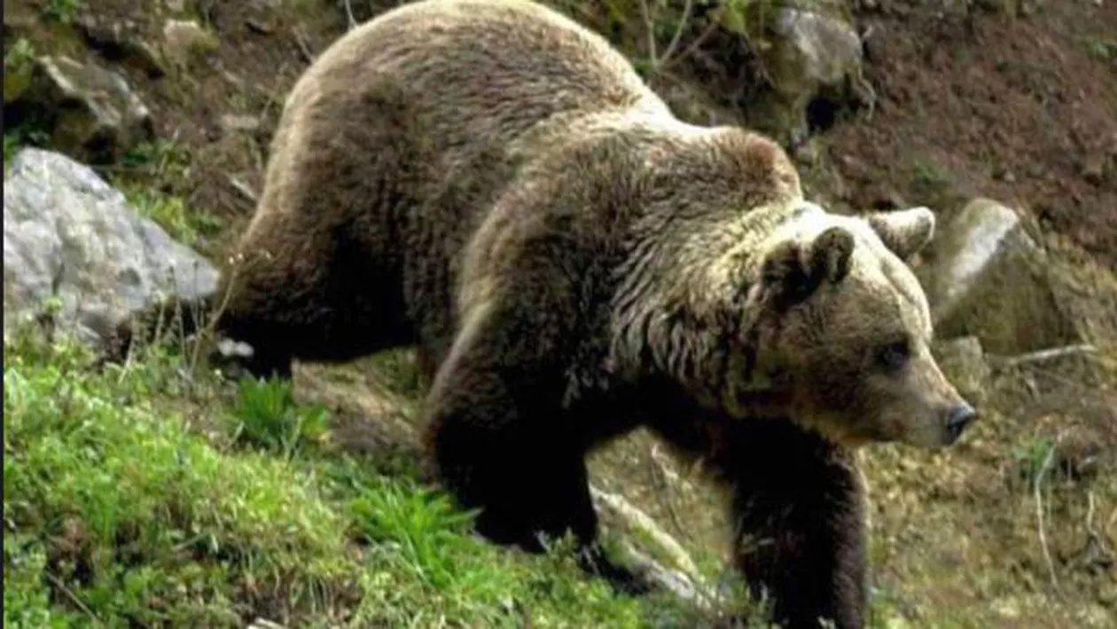 Cioban, ATACAT DE UN URS în Harghita!