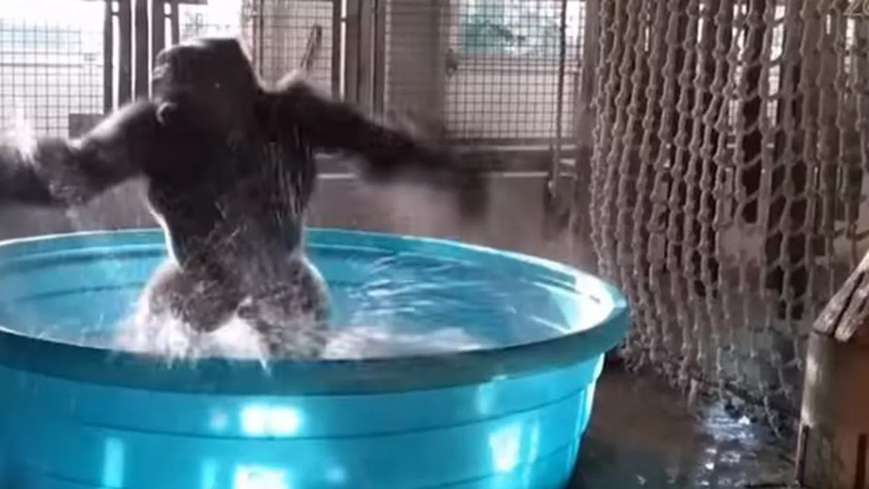 Viralul săptămânii: Cum reacționează o gorilă când ajunge într-o piscină (VIDEO)