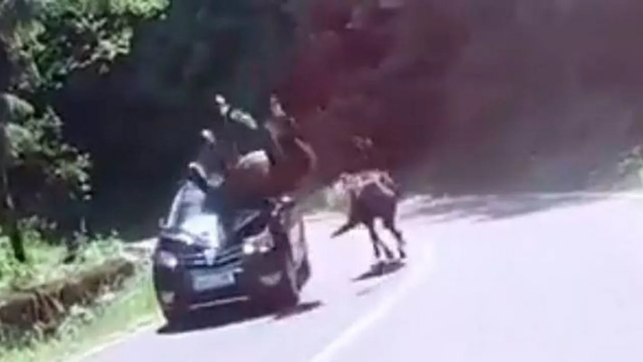 ACCIDENT ȘOCANT PE TRANSFĂGĂRĂȘAN! (VIDEO)