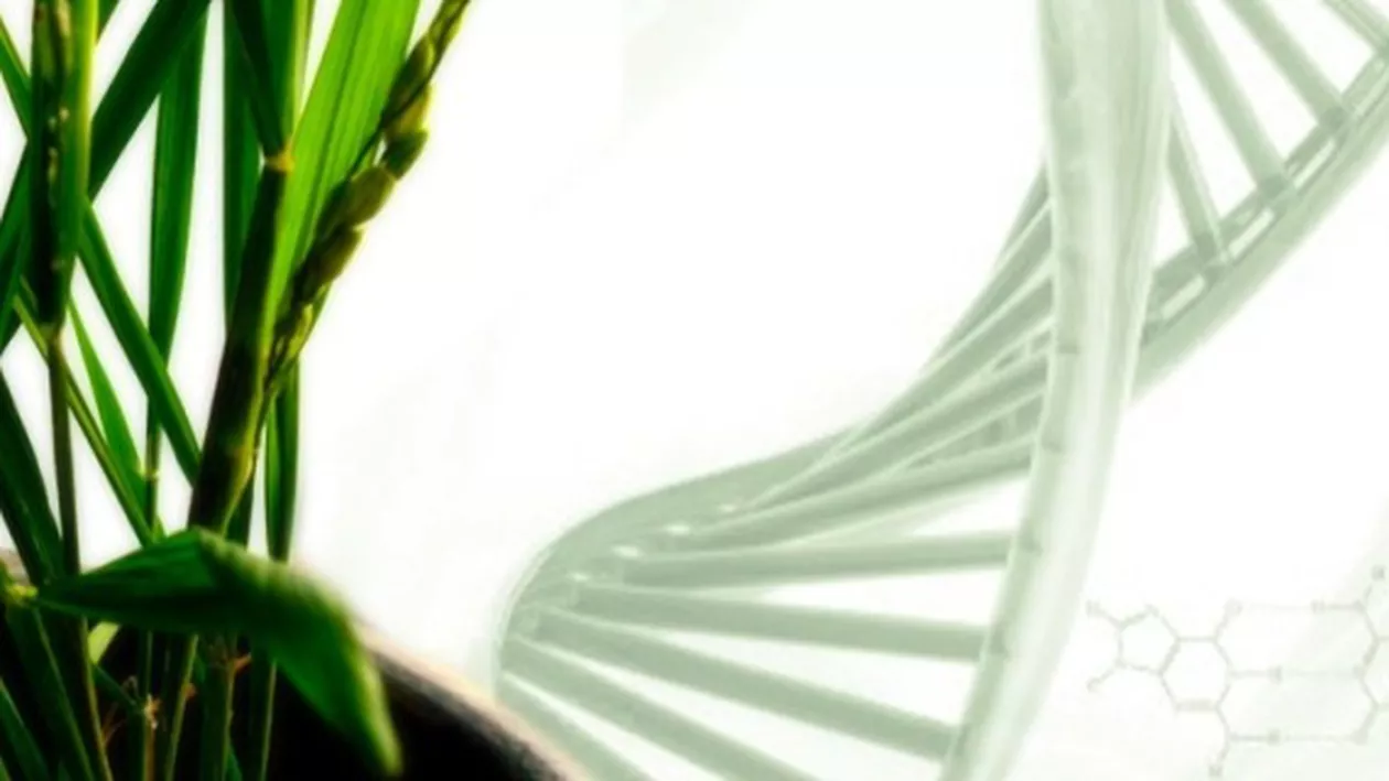 CERCETĂTORI: Orezul modificat genetic poate fi leacul împotriva CANCERULUI