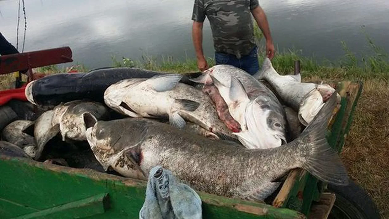 DEZASTRU ECOLOGIC: Peşti morţi din cauza CANICULEI! Pompierii au intervenit pentru reoxigenarea apei