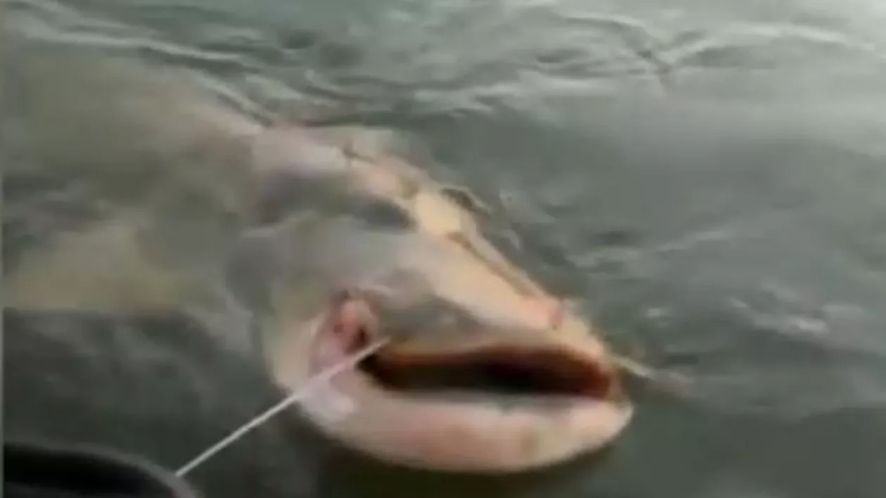CAPTURĂ RECORD pentru doi pescari din Gorj: Pește URIAȘ de 70 de kilograme și aproape 2 metri (FOTO)