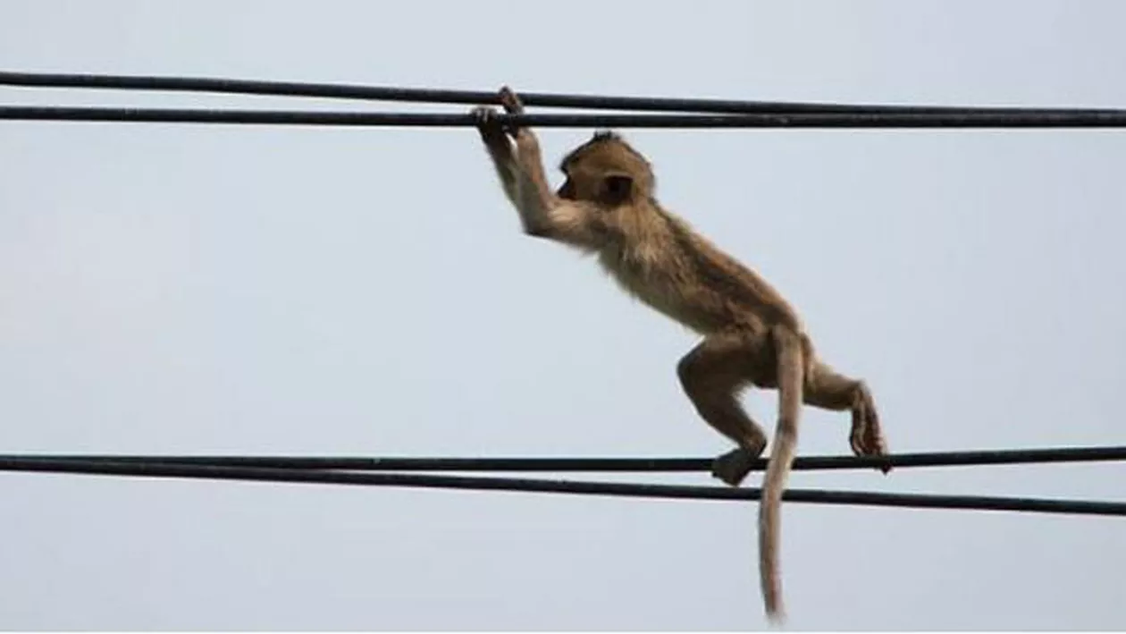O maimuță a lăsat un oraș întreg fără curent electric!!