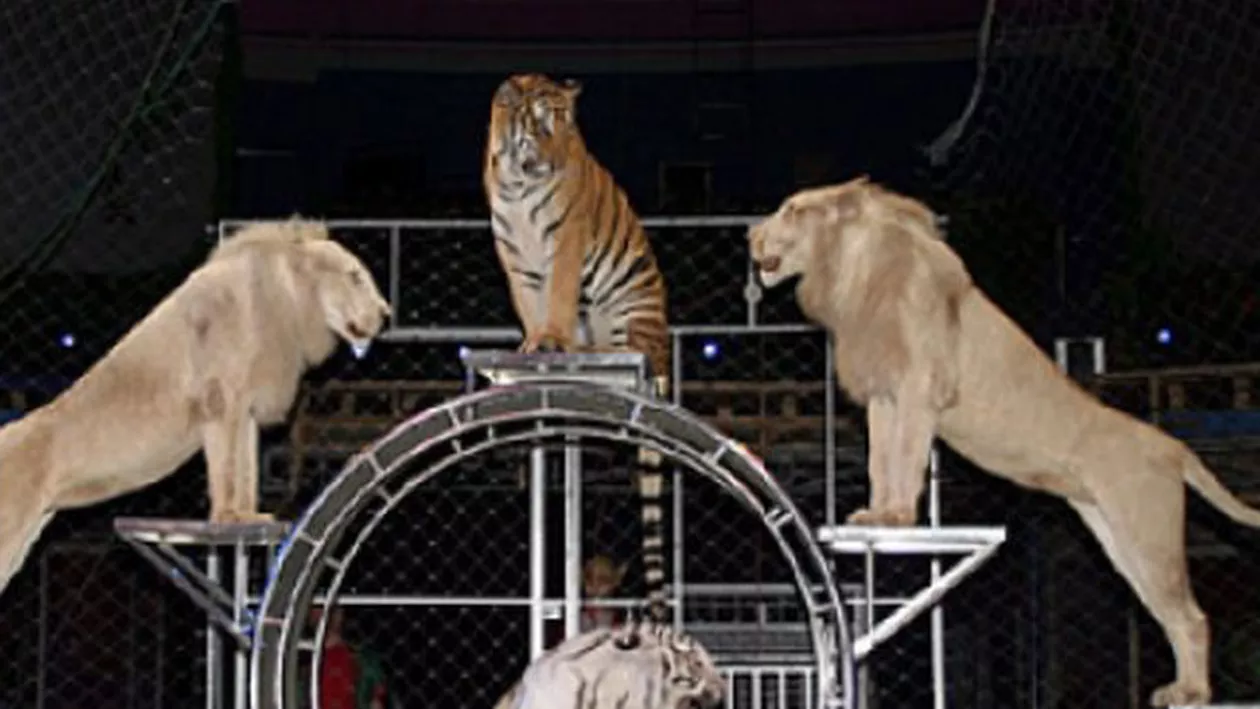 Adio, Fram! Mai multe animale care aparţineau Circului Globus au fost duse la Grădina Zoologică din Bucov