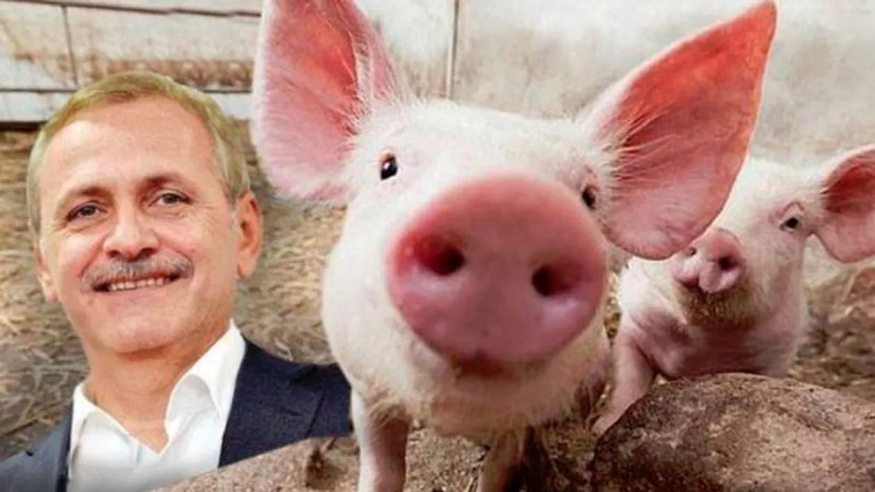 Au dispărut porcii din rezerva de stat de la Periș! O afacere cu acționari din Teleorman, apropiați ai lui Dragnea, din care statul a pierdut 150 de milioane de lei