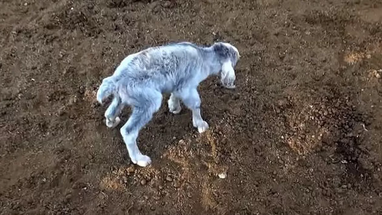 IEDUL-DEMON din Argentina înspăimântă planeta! (VIDEO ȘOCANT)