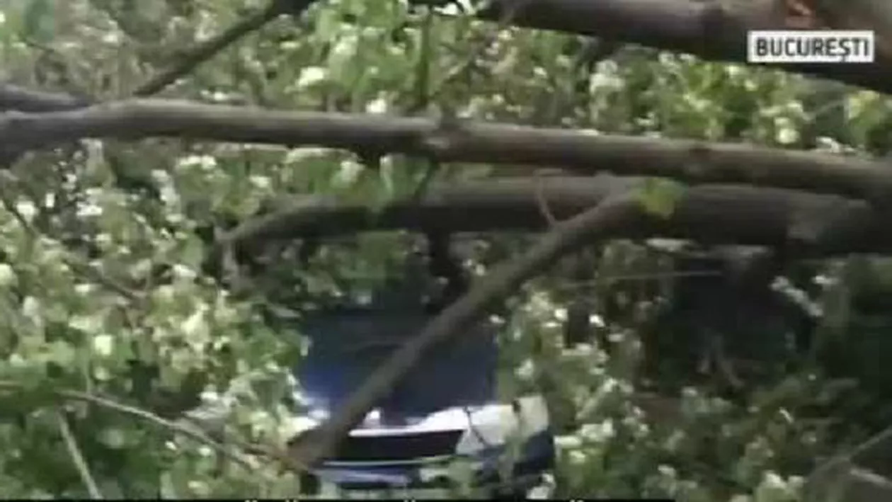 FURTUNĂ puternică în Capitală după caniculă: 27 de COPACI, căzuți peste mașini și carosabil (FOTO, VIDEO)