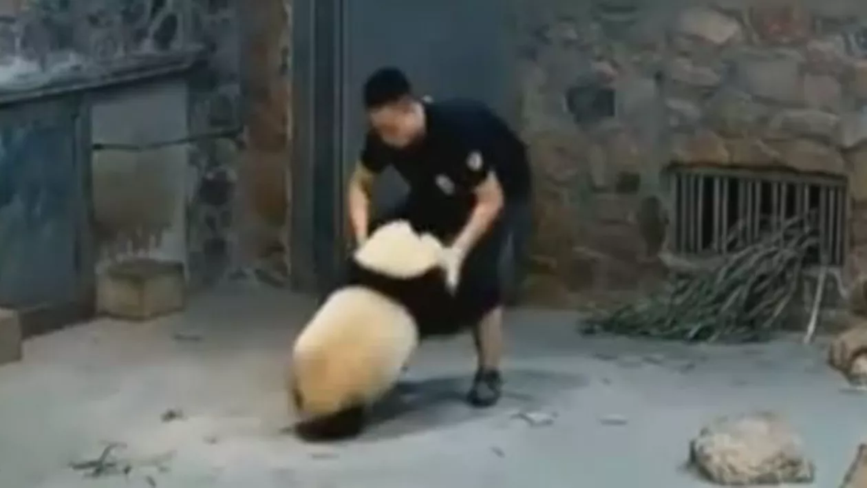 Imagini SCANDALOASE! Pui de PANDA abuzați la una dintre cele mai renumite centre de îngrijire a animalelor din China (VIDEO)