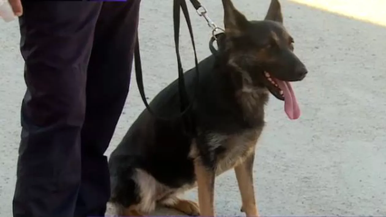 Câine scos la licitaţie după ce a picat testul ISU