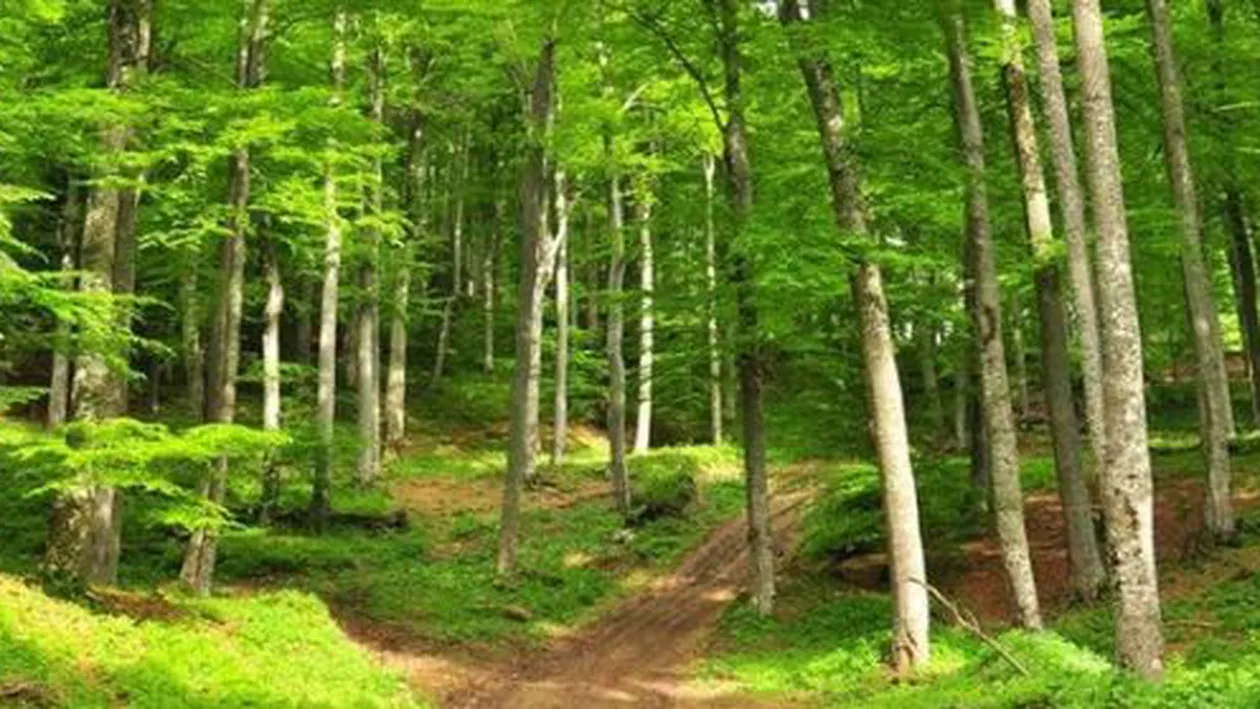 Perversul de la munte, mai tare ca ursul! Cum s-a expus un individ în fața oamenilor de prin pădure