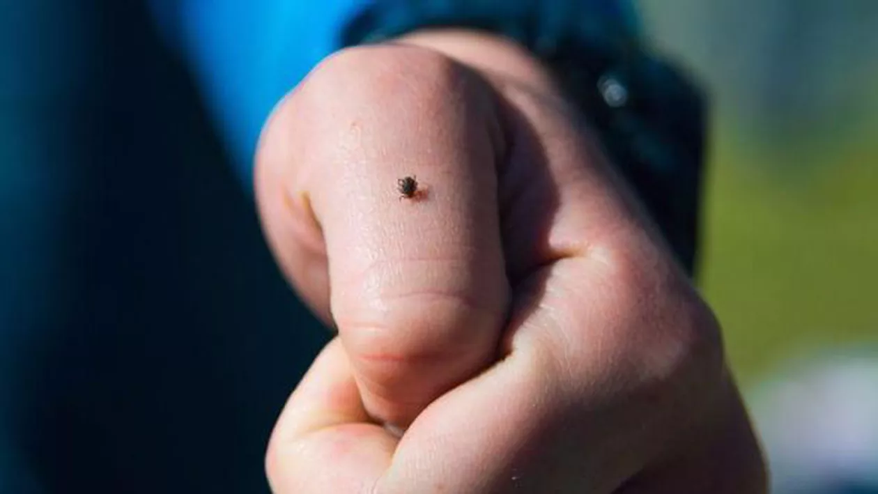 Căpușele ATACĂ poliția română: Record INCREDIBIL la Valea Vișeului! Medicii au rămas interziși...