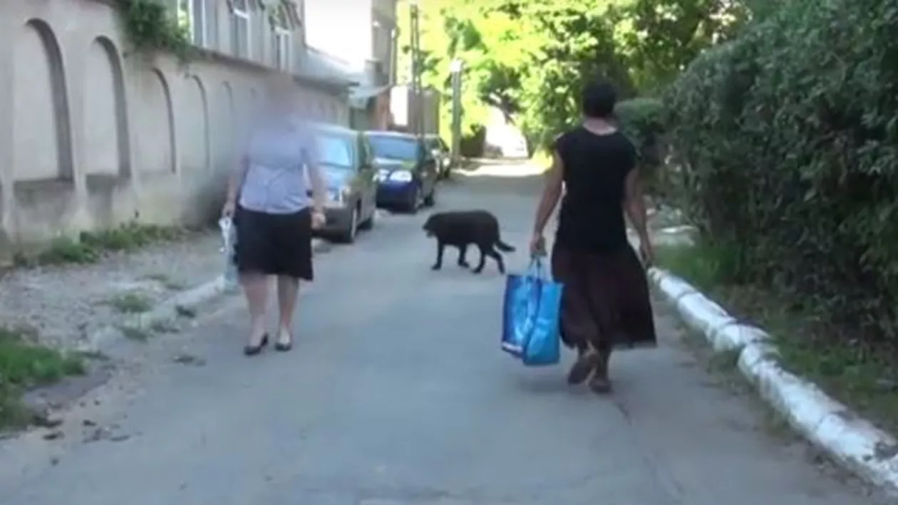 Războiul CÂINILOR la Brăila: Primăria îi vânează, cetățenii îi salvează (VIDEO)