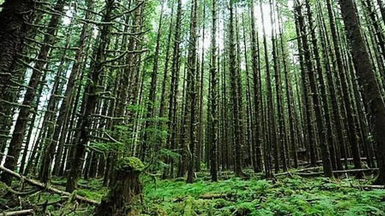 Un bărbat a avut parte de o moarte șocantă. I s-au găsit zeci de mușcături de câine pe corp