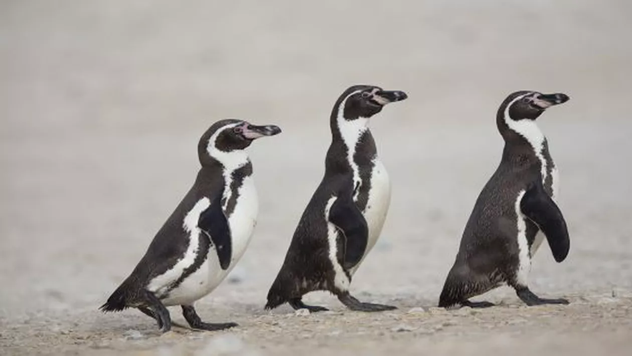 PINGUINU' mai tare ca FIERU'! Guvernul chilian a respins un proiect minier de 1 miliard de dolari pentru a proteja coloniile de pinguini