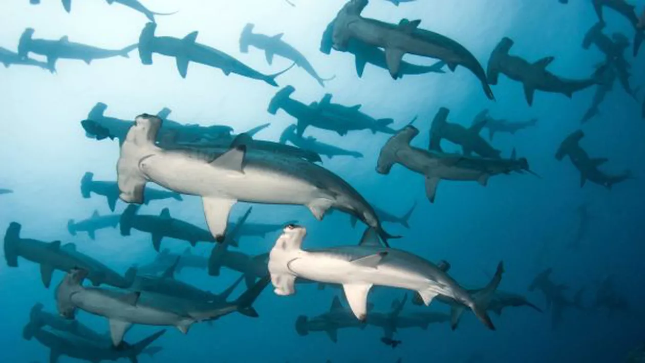 Captură-ȘOC: O navă cu peste 6.000 de RECHINI la bord, reținută în Galapagos!