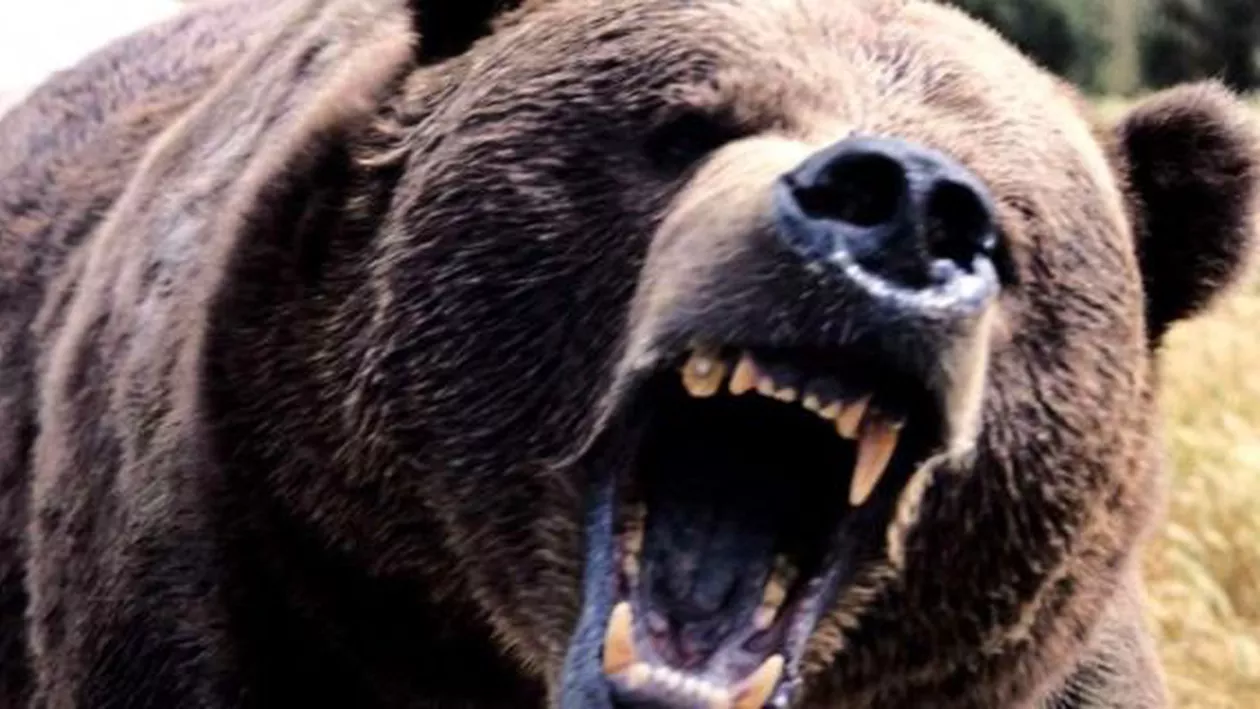 Urșii au ieșit la atac în Prahova. Prefectul instituie PATRULE speciale!  