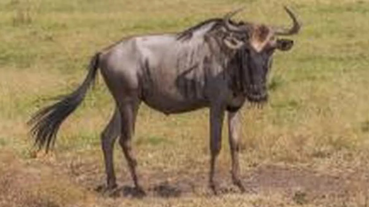Eroism în lumea necuvântătoarelor! Doi hipopotami au salvat o antilopă gnu atacată de un crocodil (VIDEO)