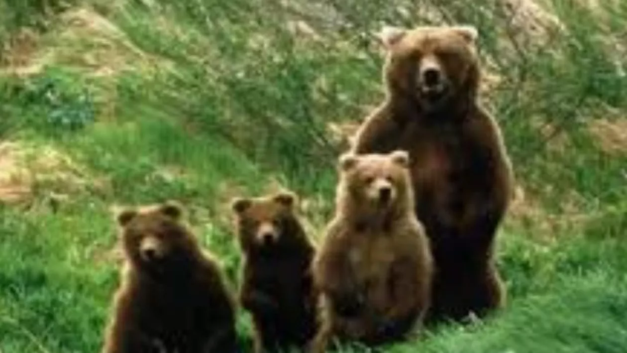E OFICIAL! Începe 'APOCALIPSA' urşilor. Ministrul Mediului a anunțat câte animale vor fi omorâte (VIDEO)