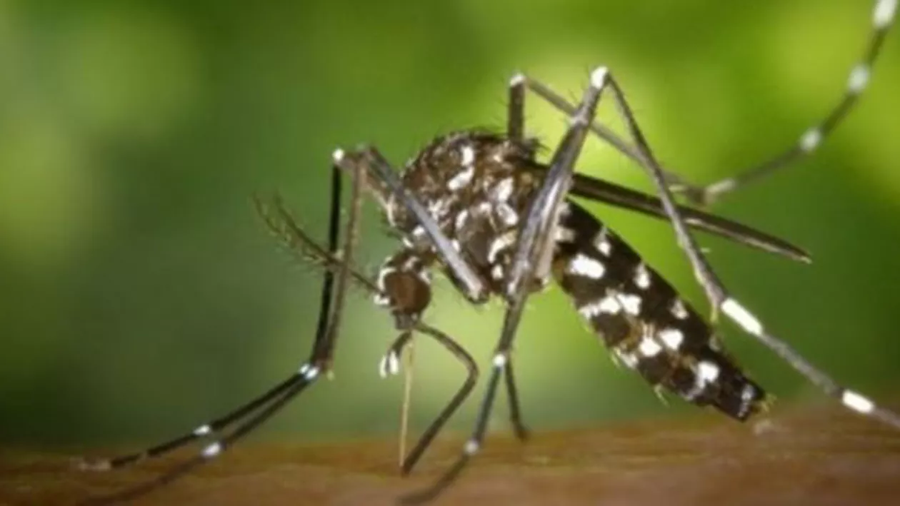 Alertă în România din cauza virusului West Nile: Specialiştii au decis ca sângele donat trebuie testat suplimentar