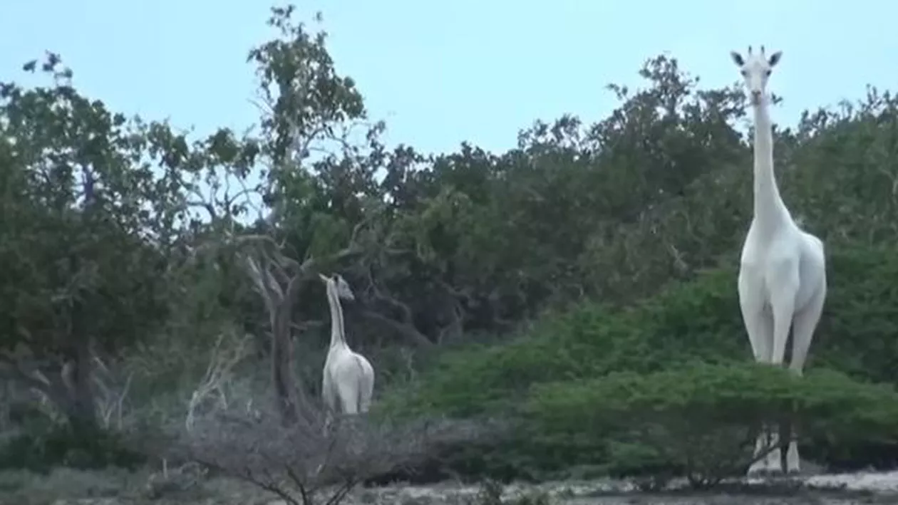 ULUITOR! Imagini extrem de rare cu girafe albe. Care este cauza (VIDEO)