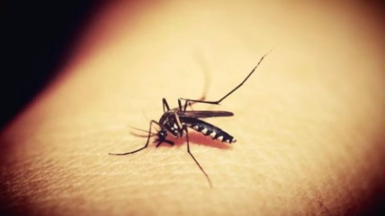 Încă un român a murit din cauza virusului West Nile. RECOMANĂRI PENTRU POPULAȚIE!