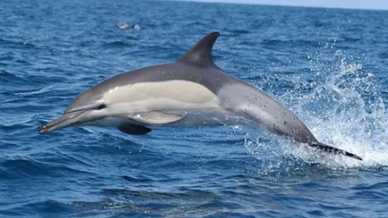 Barca cu migranți ajunsă la Constanța, ghidată de 3 delfini (VIDEO)