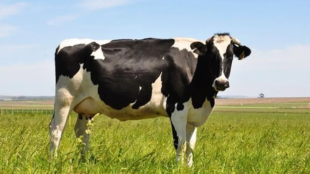 ȘOCANT!!! O vacă moartă atârnată de tavanul unui restaurant (FOTO)