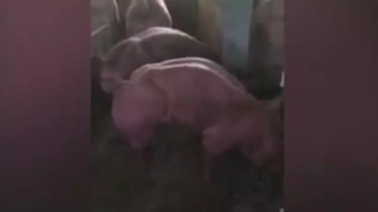 Imagini ȘOCANTE! Un fermier și-a modificat porcii genetic. Arată ca niște monștri (VIDEO)