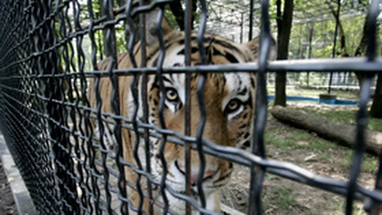 Zeci de animale, CHINUITE la Zoo Chiajna. Detalii incredibile despre felul în care sunt ținute necuvântătoarele