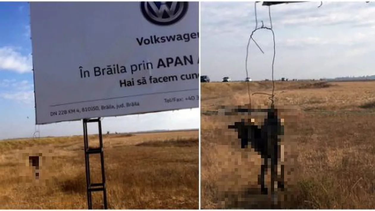 INCREDIBIL! Mascota oribilă de la intrarea în orașul Însurăței (FOTO)