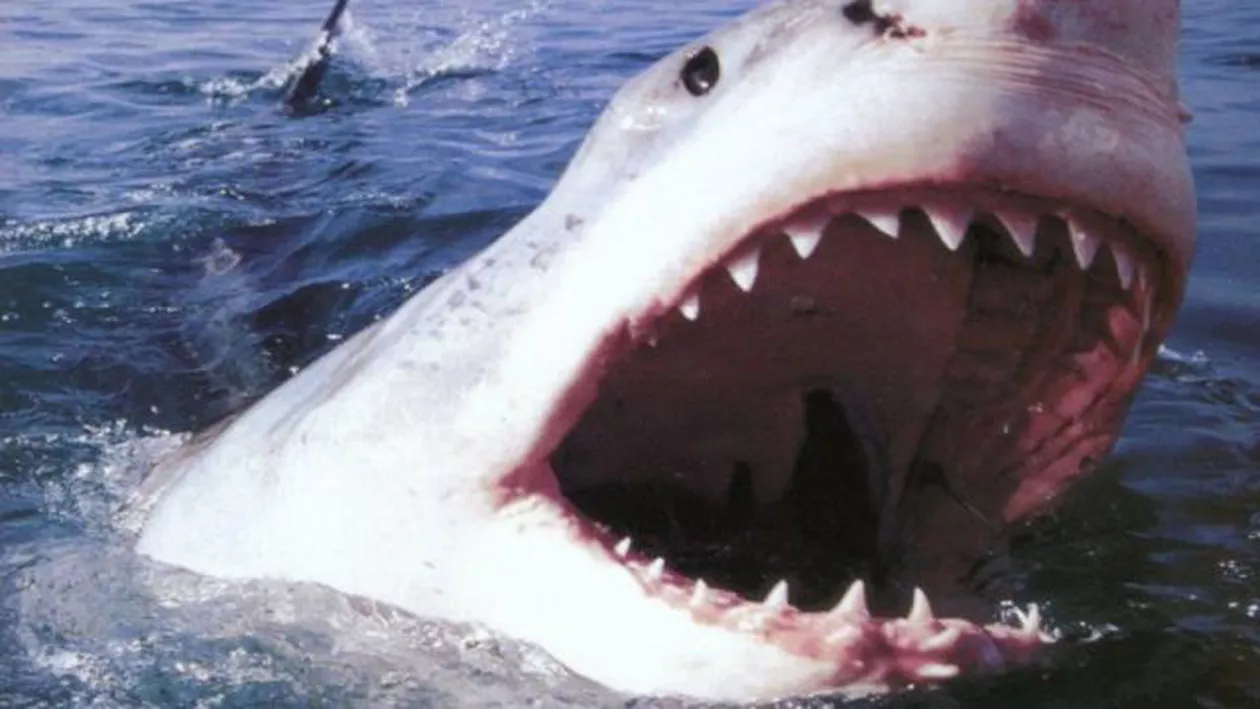 Atenţie, imagini uluitoare! A ieşit din apă cu un rechin înfipt în abdomen (VIDEO)