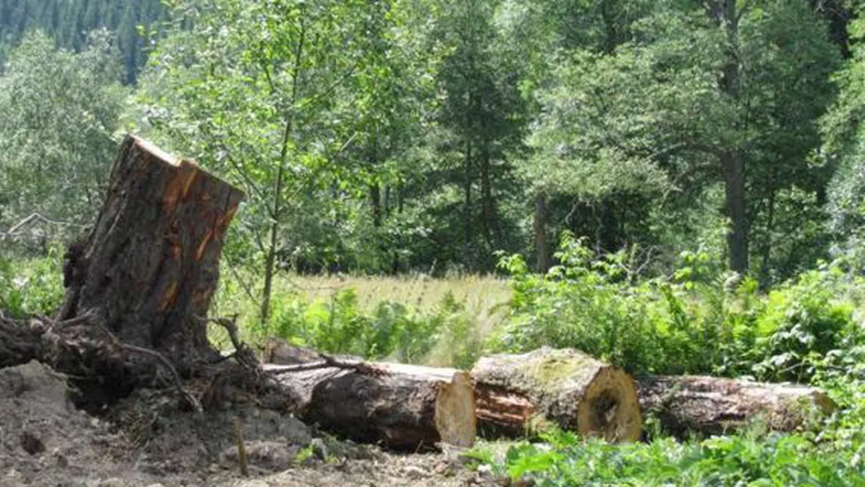 Pădure din Cluj, devastată de hoții de lemne: Printre infractori sunt şi minori (VIDEO)