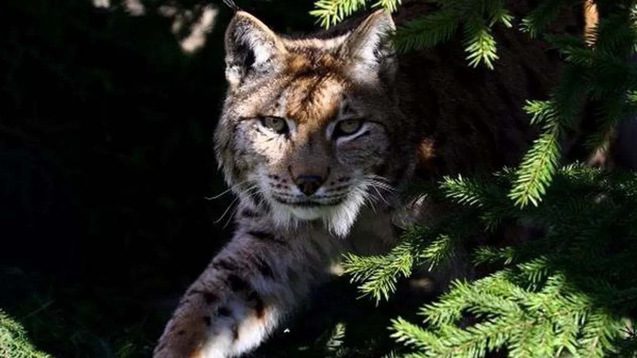 CRUZIMEA naturii surprinsă de camerele de supraveghere ale Parcului Natural Apuseni: Un râs atacă două căprioare (VIDEO ȘOCANT)